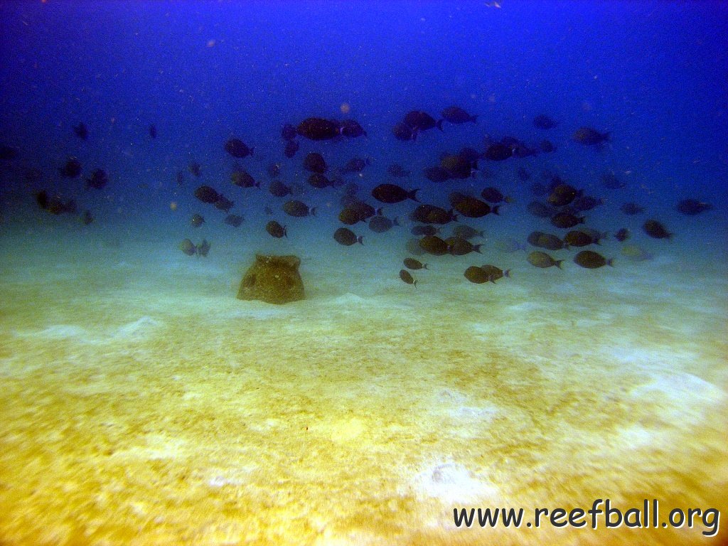 benete_reef_ball