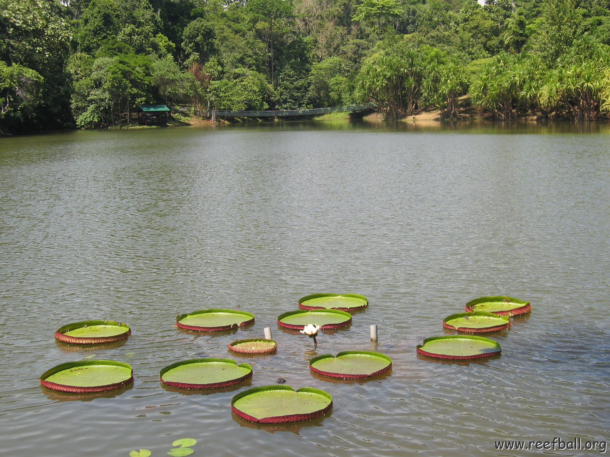 Harrys-rainforest center (3)