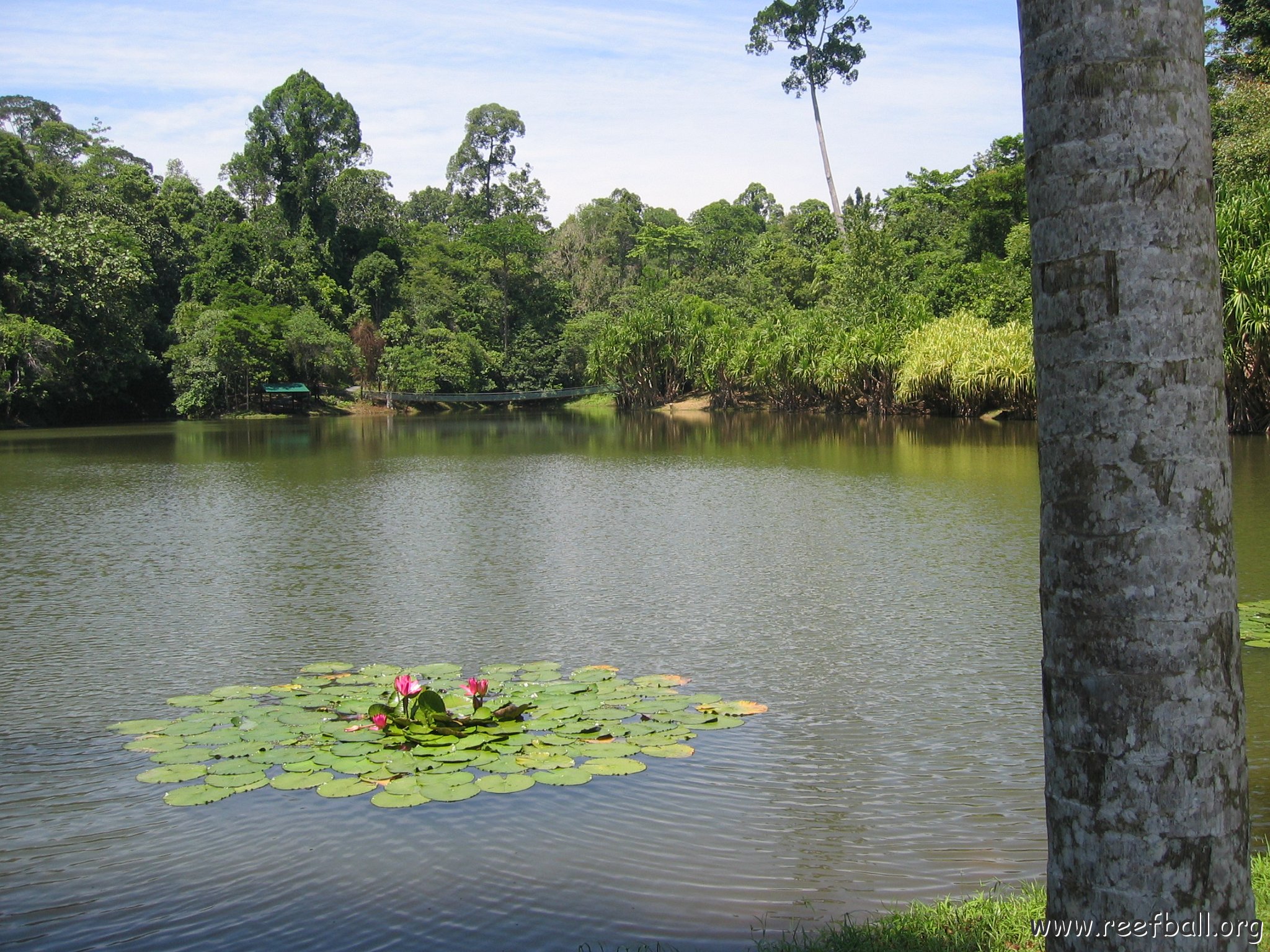 Harrys-rainforest center