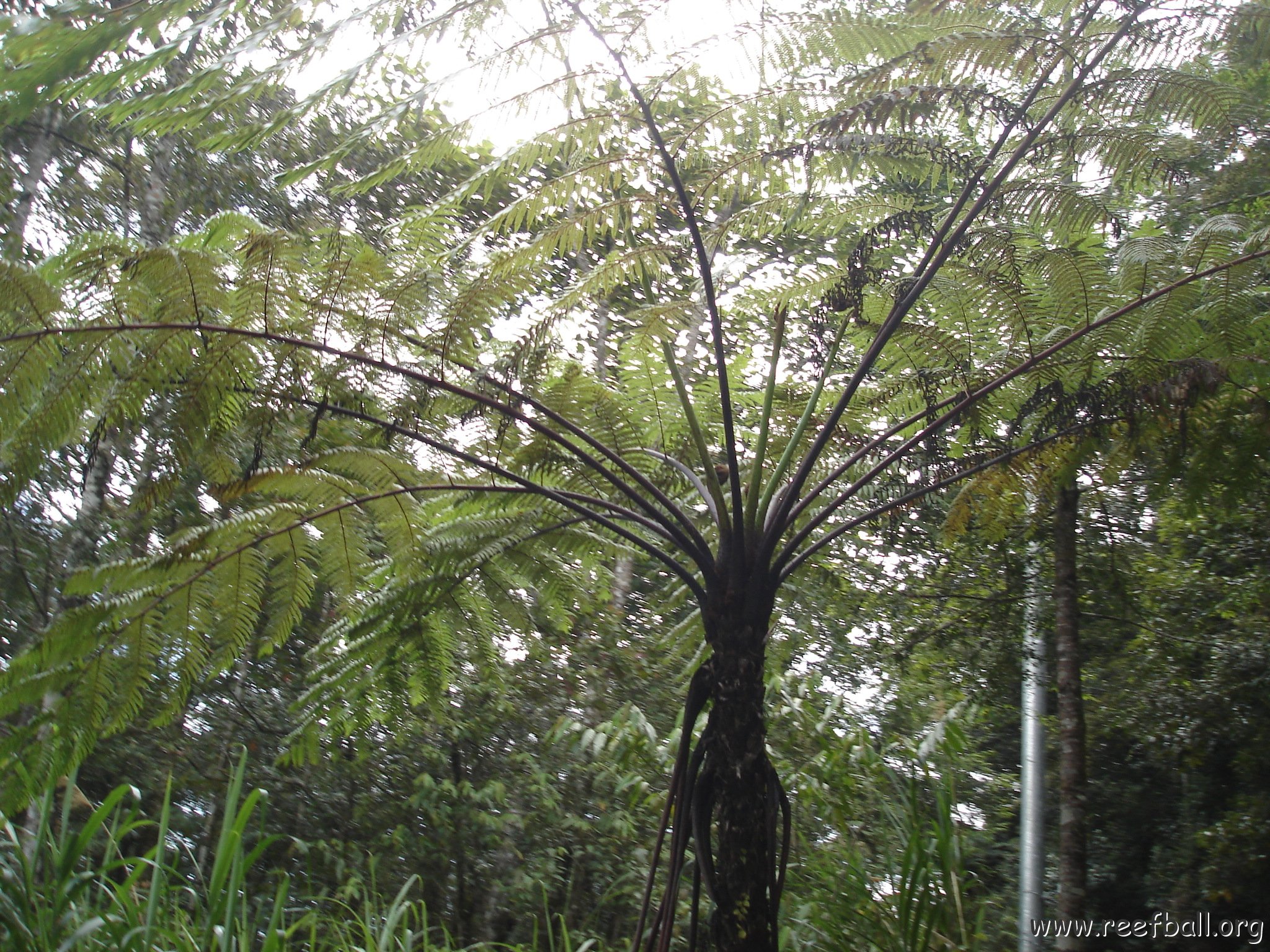 Road trip Sandakan - Kota Kinabalu (299)