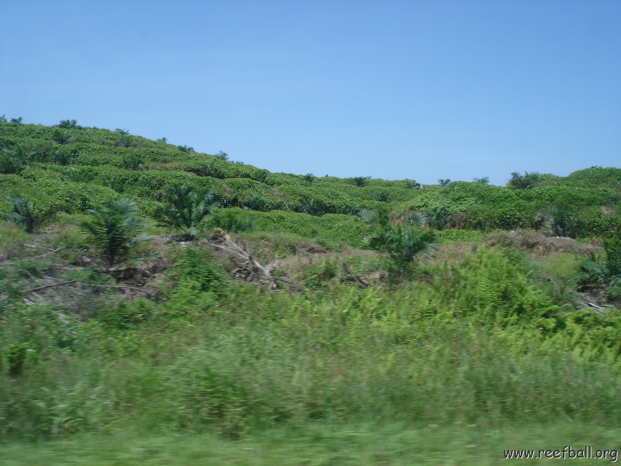 Road trip Sandakan - Kota Kinabalu (43)