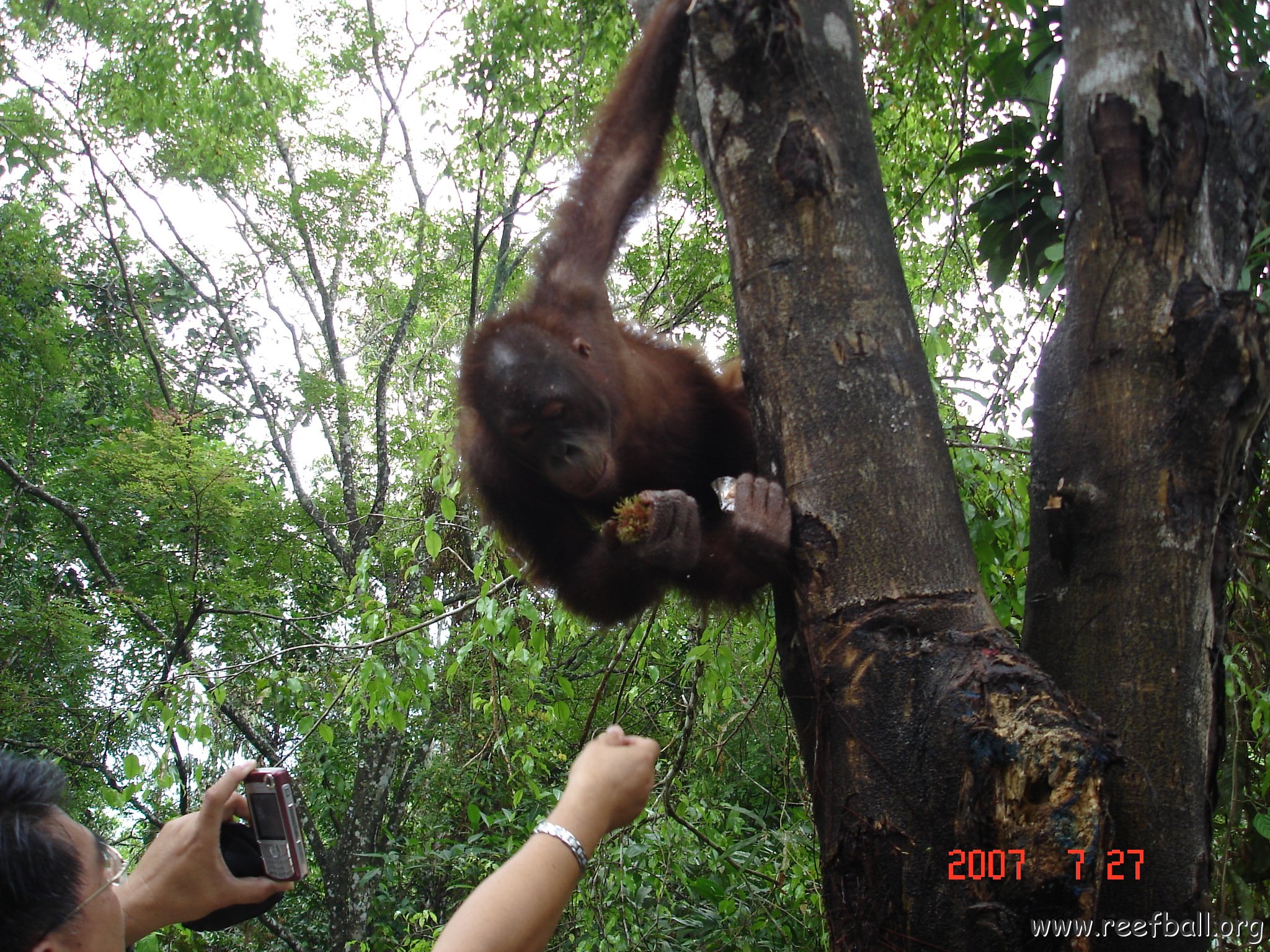 Wongs pics-forest walk (12)