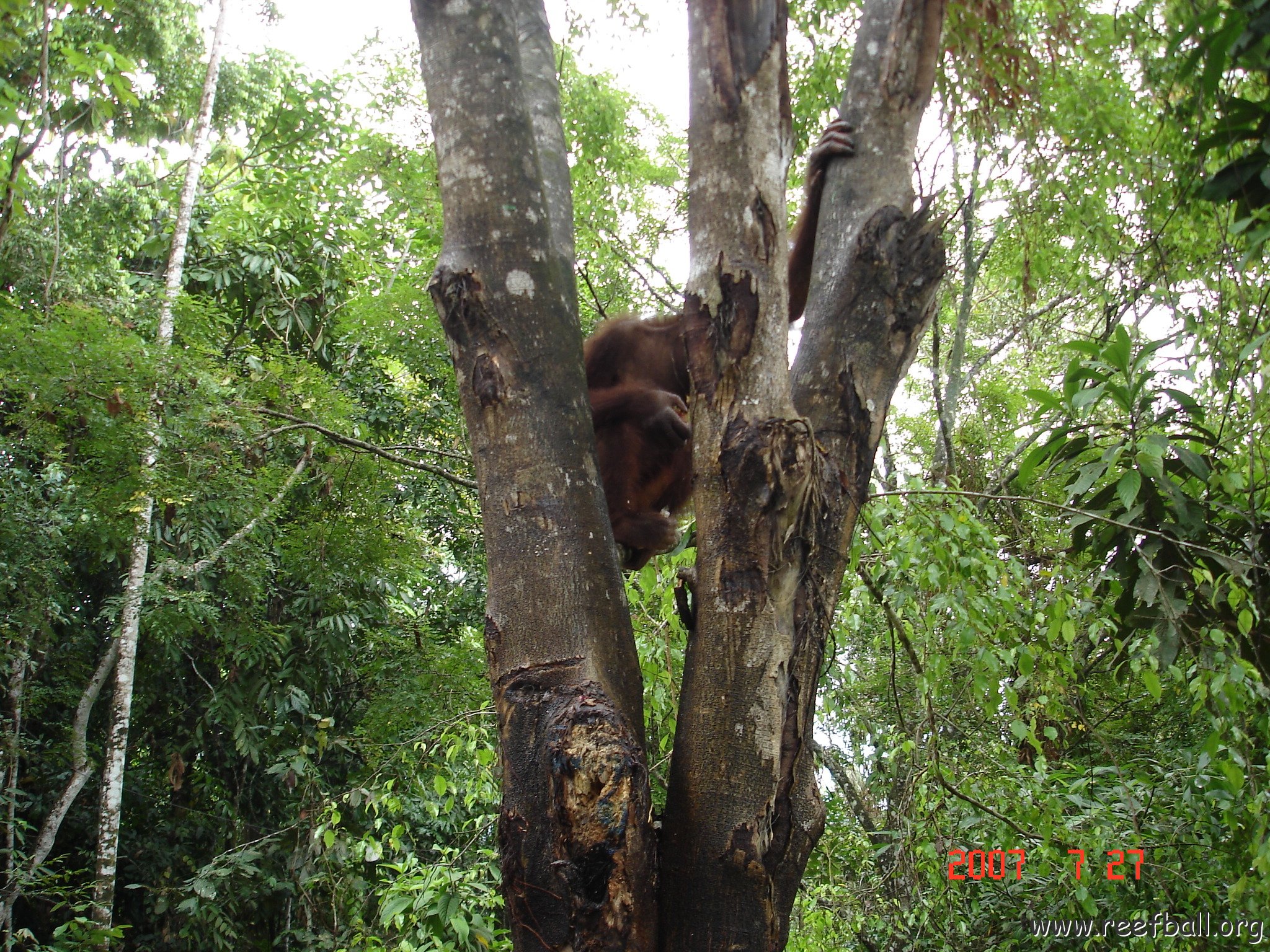 Wongs pics-forest walk (14)