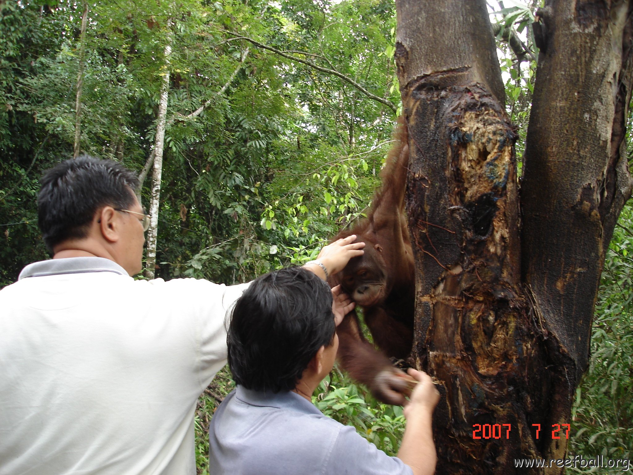 Wongs pics-forest walk (15)