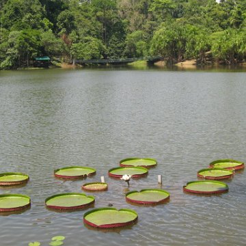 Harrys-rainforest center (3)