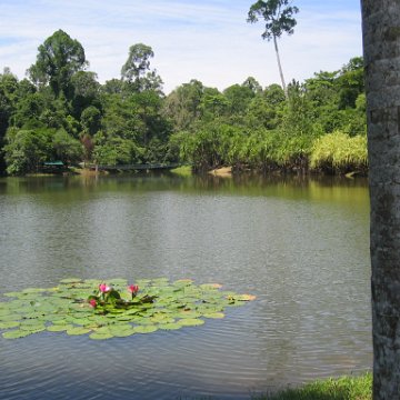 Harrys-rainforest center