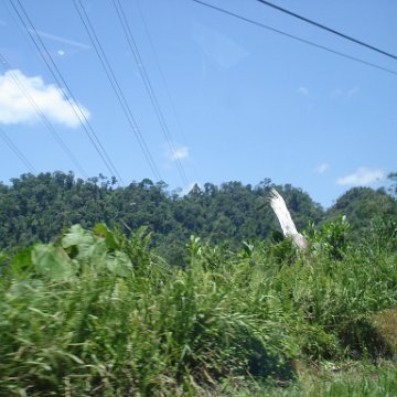 Road trip Sandakan - Kota Kinabalu (154)