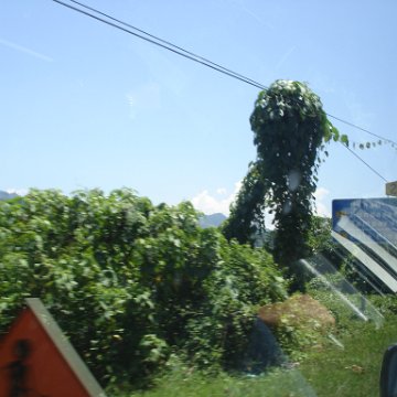 Road trip Sandakan - Kota Kinabalu (210)