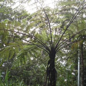 Road trip Sandakan - Kota Kinabalu (299)