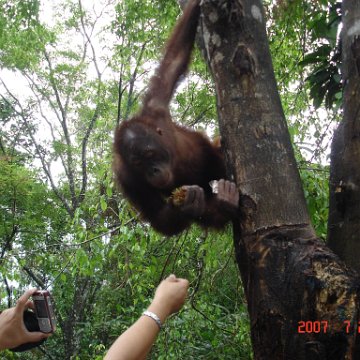 Wongs pics-forest walk (12)