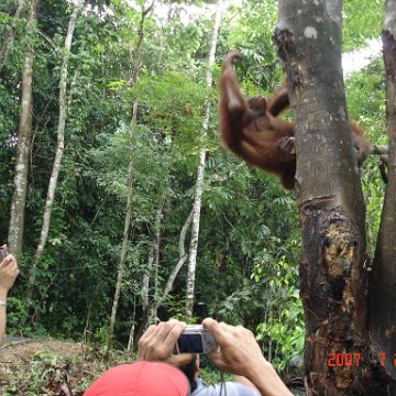 Wongs pics-forest walk (13)