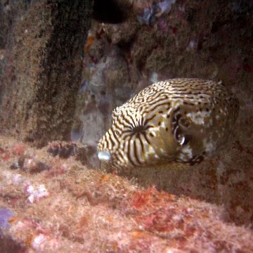 Wildlife Officers of Reef Guardian Reef Ball Project