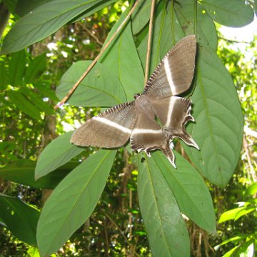 sabahborneo_106