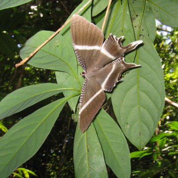 sabahborneo_107