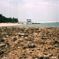 selingancorals2004