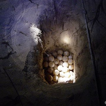 dsc06234_turtle_egg_in_nest_vt