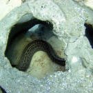 morayeelvisitor2_small