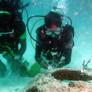 coralplanting