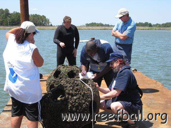 reefball_crowd