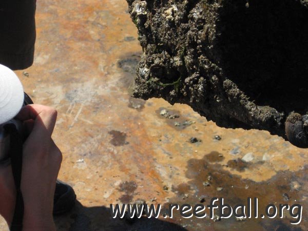 reefball_close2