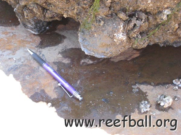 reefball_pen