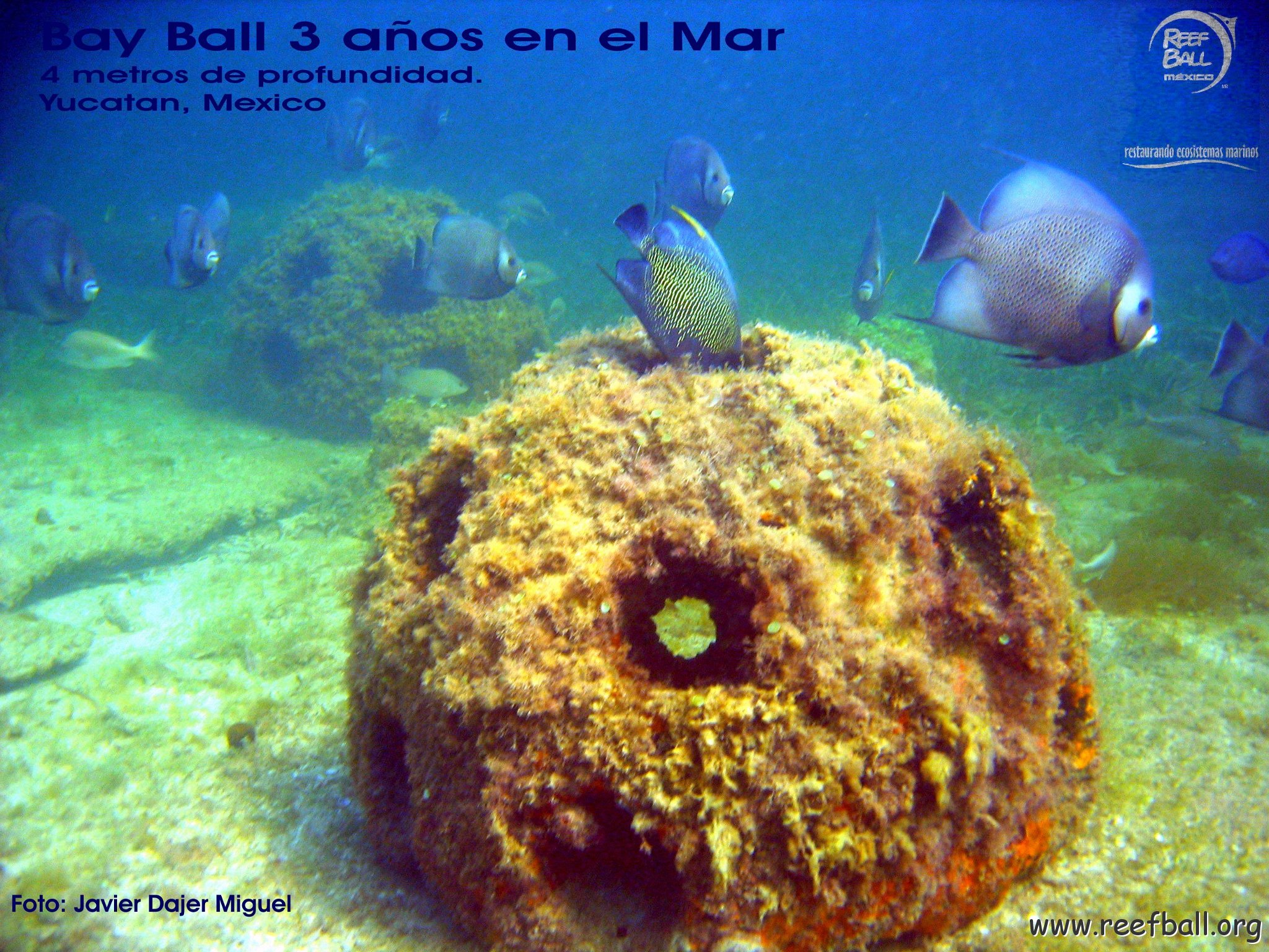 Bay Ball Con palometas