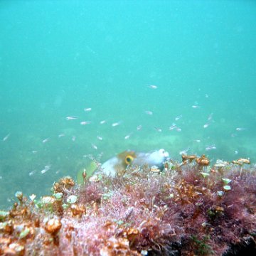 Juveniles Lerma May 2007