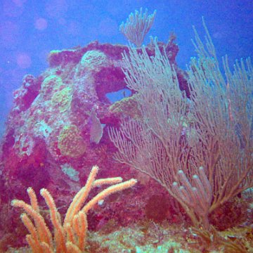 8 Year monitoring of Reef Balls in Cancun,  Dec. 2002