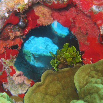 vortexholesmakecoralsgrowfaster
