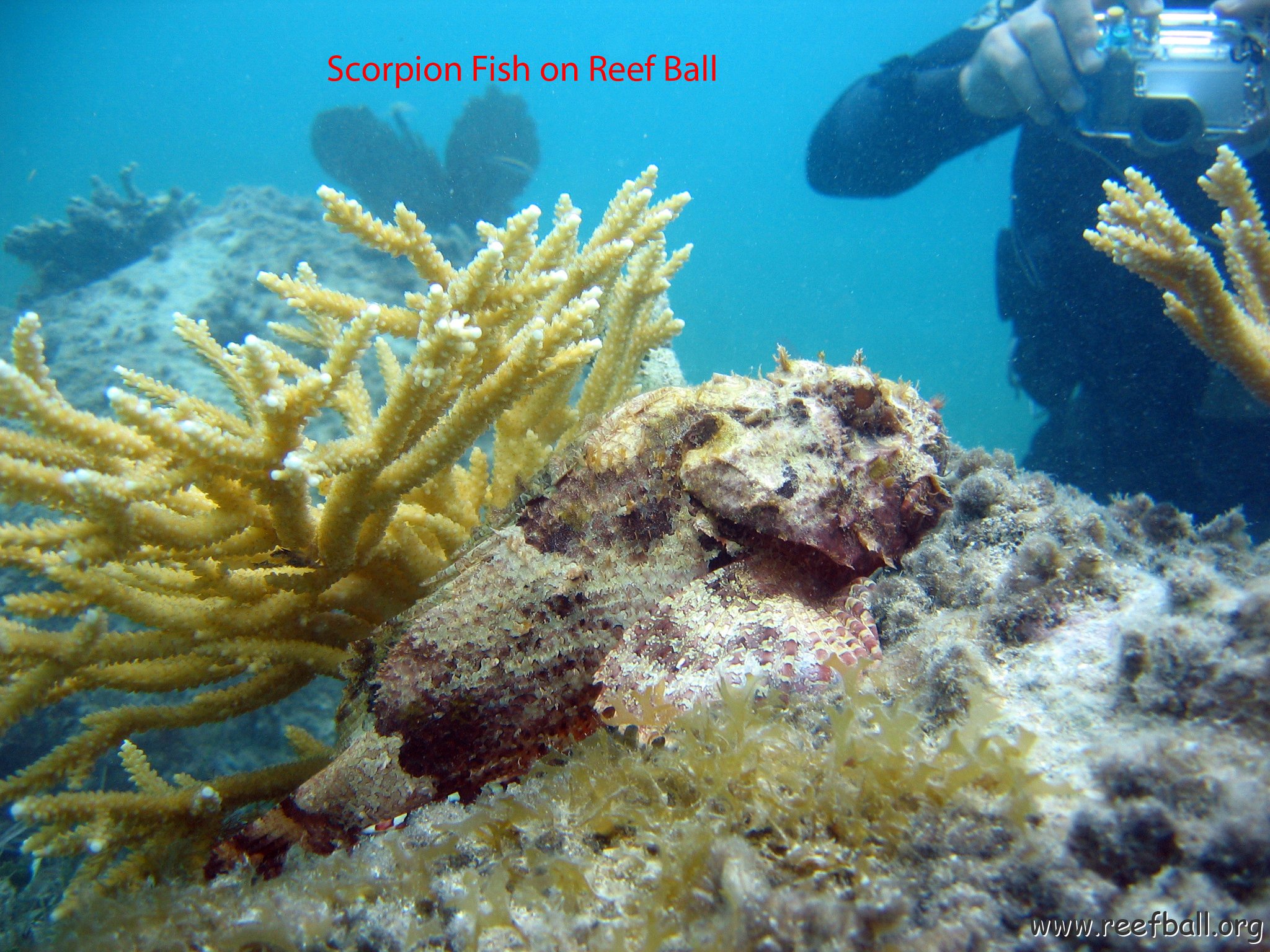 scorpionfish