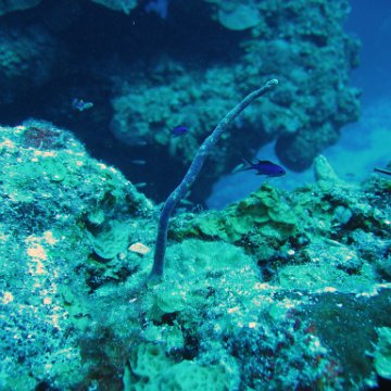 Cozumel Reef Monitoring