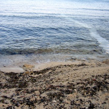 Playa Uvas Reef Ball Snorkeling Trail & Sea Fan Rehabilitation Project