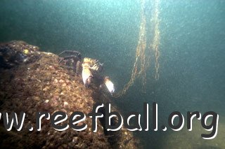 reefballs