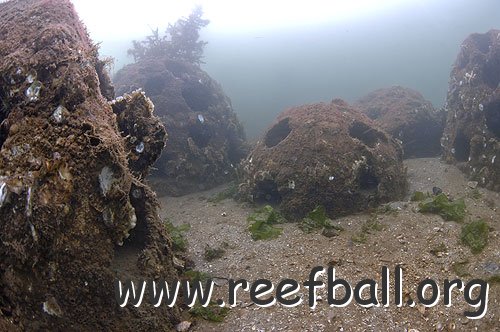 reefballs1