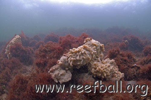 reefballs10