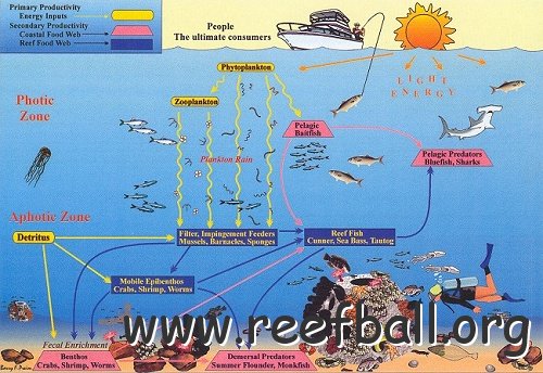 reef_food_web