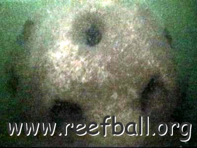 reef_ball_uw