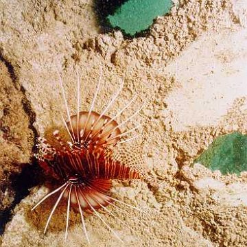 lionfish