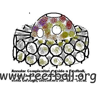 annular_complexitat