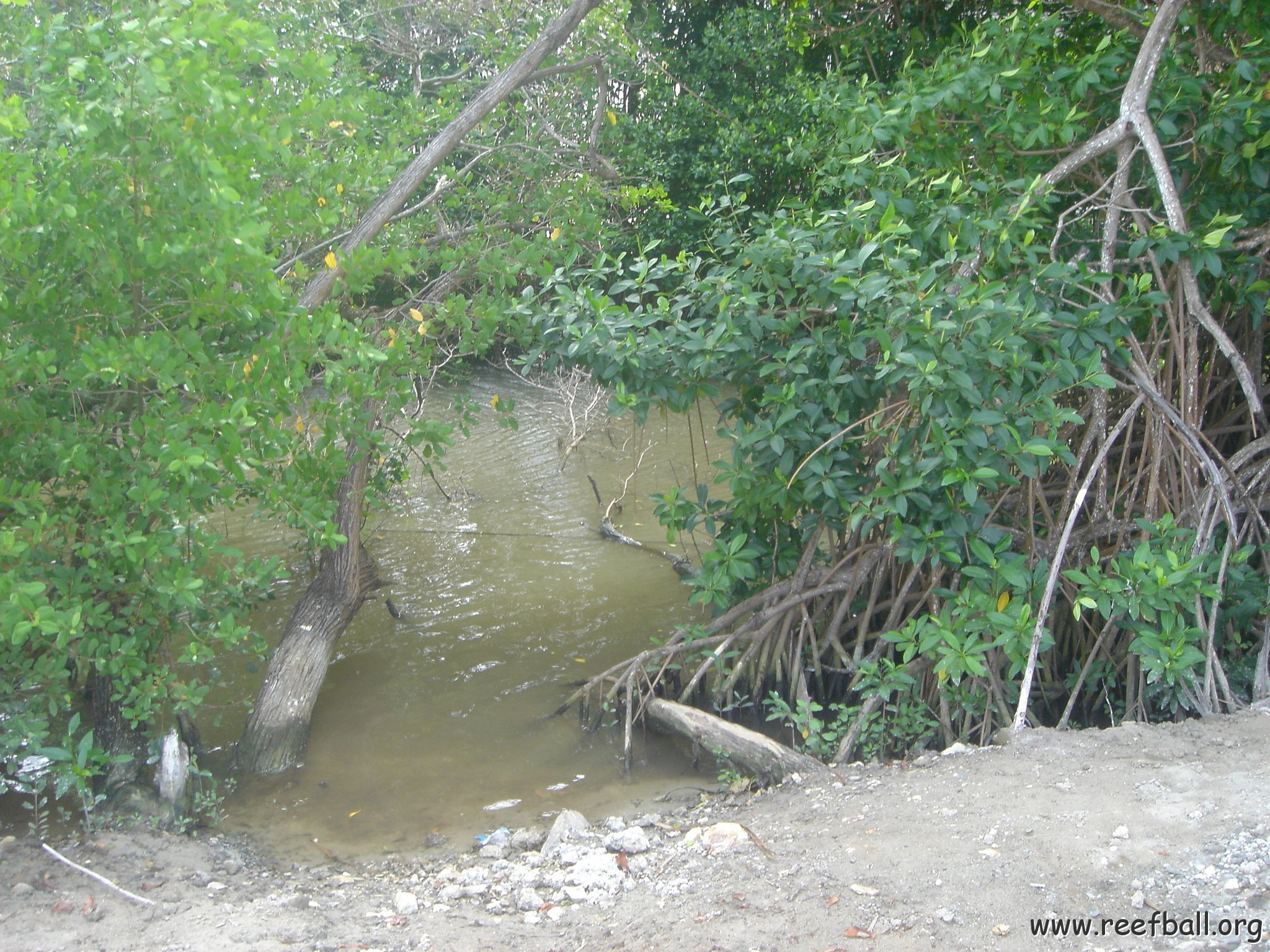 2005dec-stlucia1_070