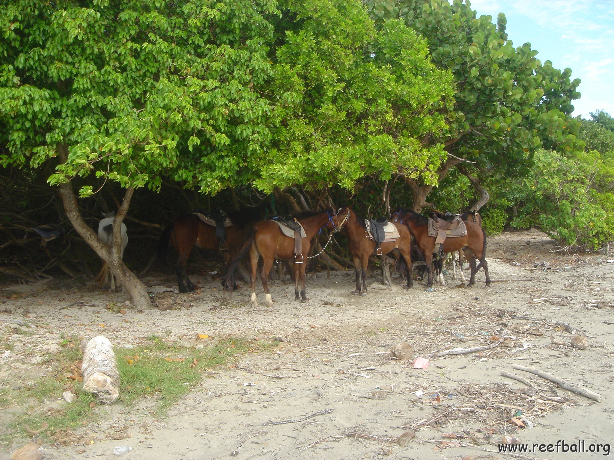 2005dec-stlucia1_025