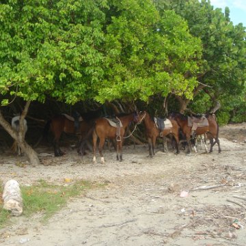 2005dec-stlucia1_025