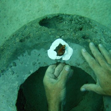 coralplanting