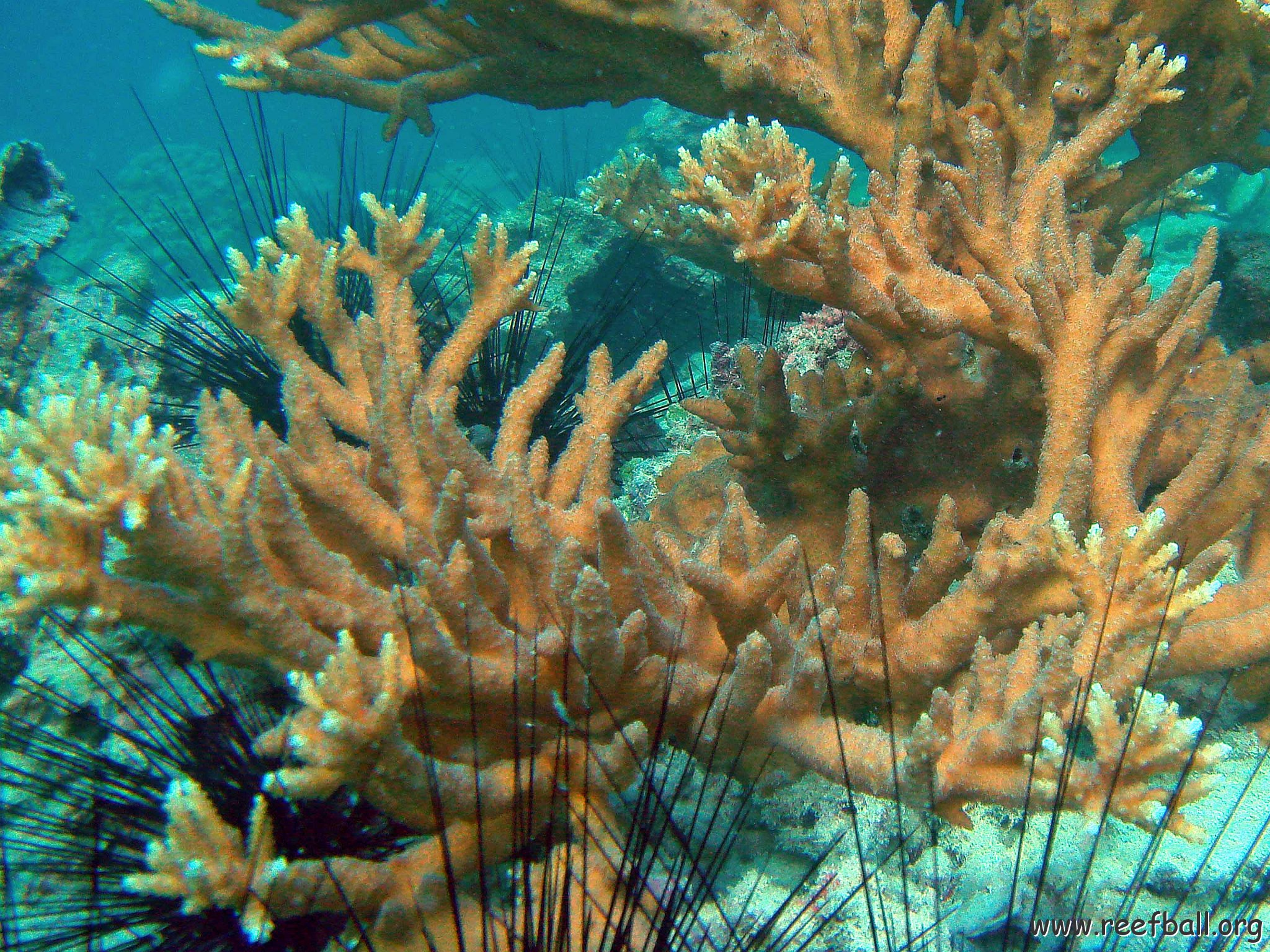 Acropora Arabensis Pinnacle