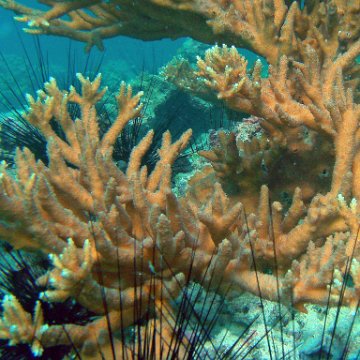 Acropora Arabensis Pinnacle