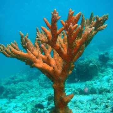 Acropora Arabensis