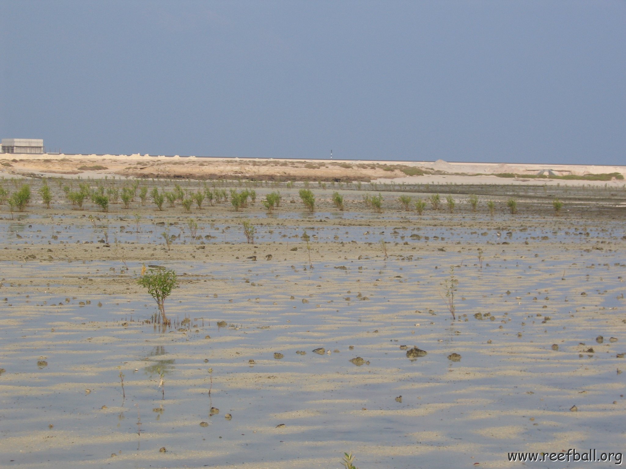 blackmangroveproject 010