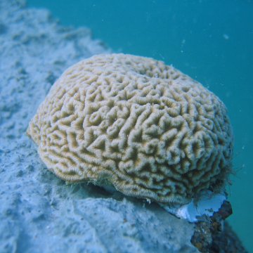 Coral Planting & Plug Monitoring