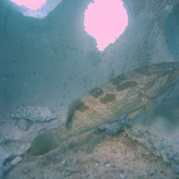 Reef Monitoring