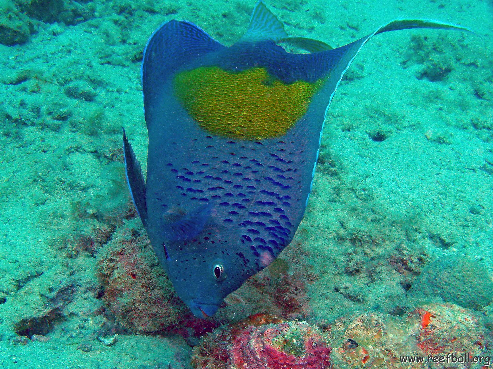 Angelfish 1